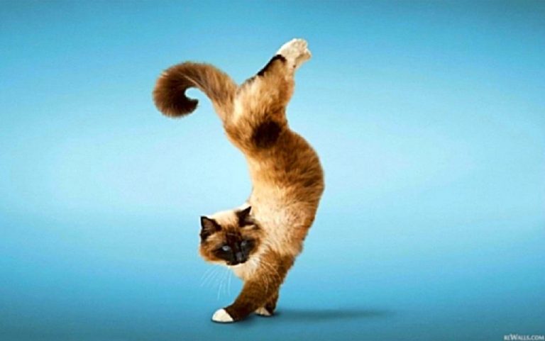 dancing_cat-982029