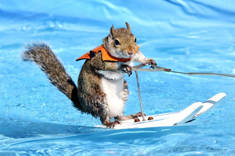 squirrel-waterskiing