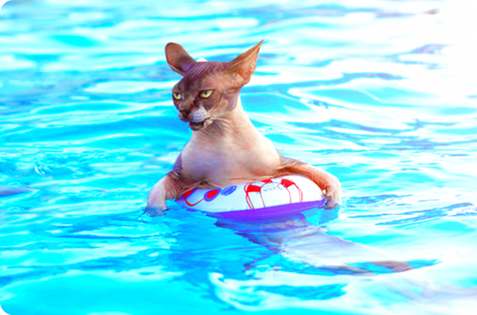 кот плавает в спасательном круге