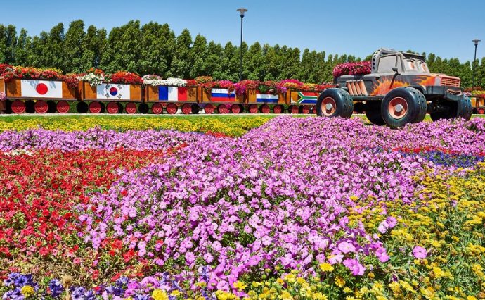 Цветочная поляна в парке цветов в Дубае