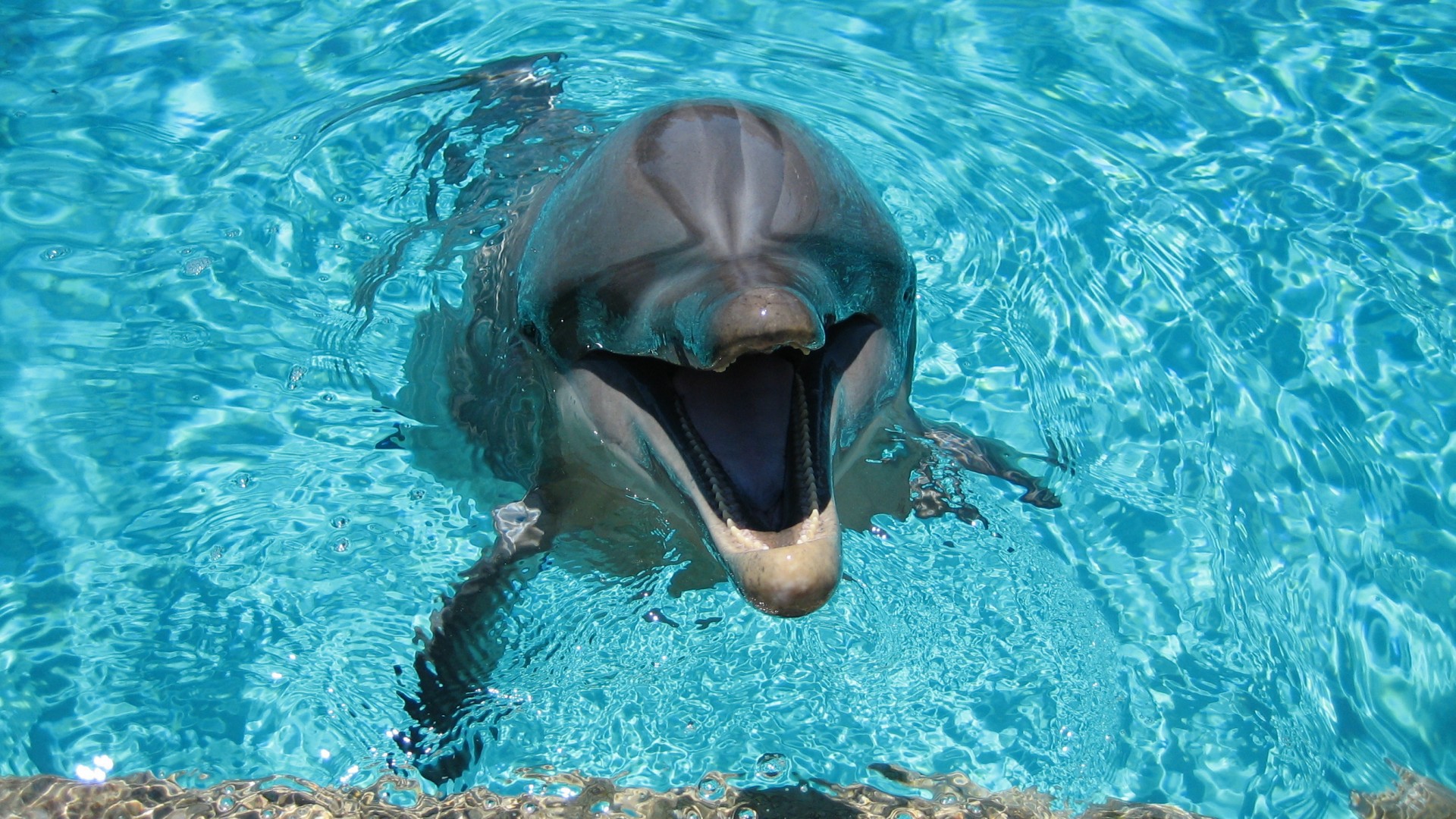 Доказательство того, что дельфины разумны