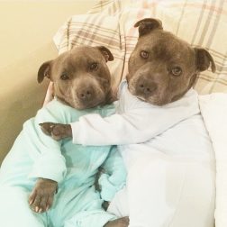Bull-Terriers-Cuddle-Filled-Pajama-Parties-6