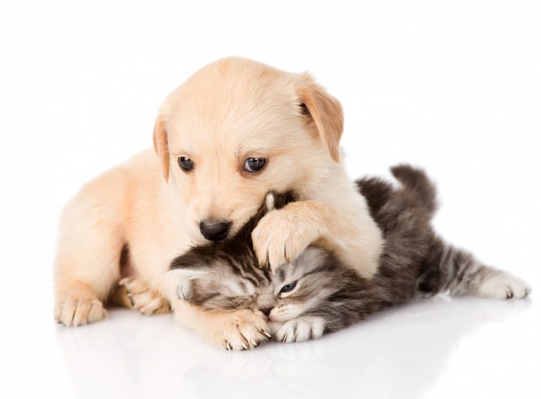 Dogs_Cats_Kittens_Puppy_416771