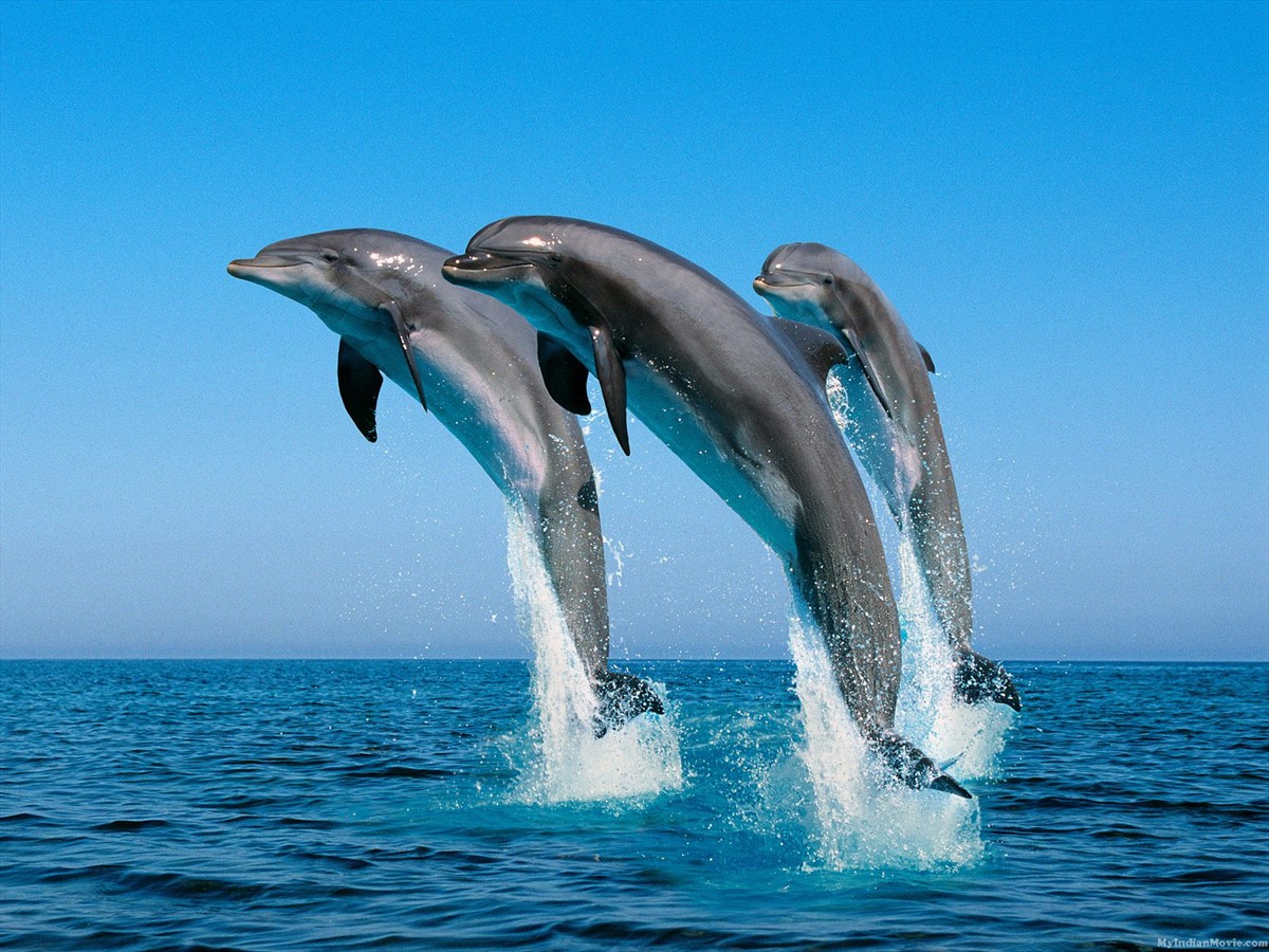 Доказательство того, что дельфины разумны рис 2