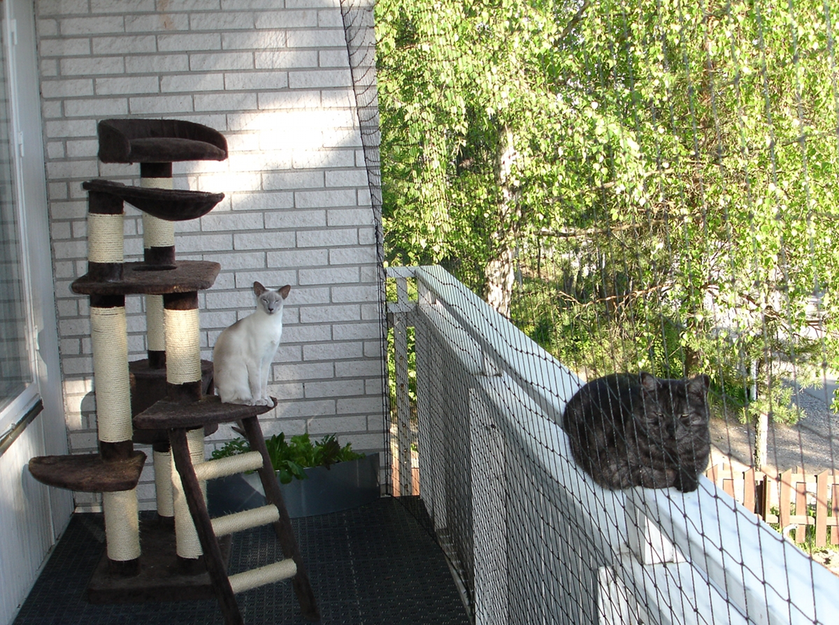коты на балконе