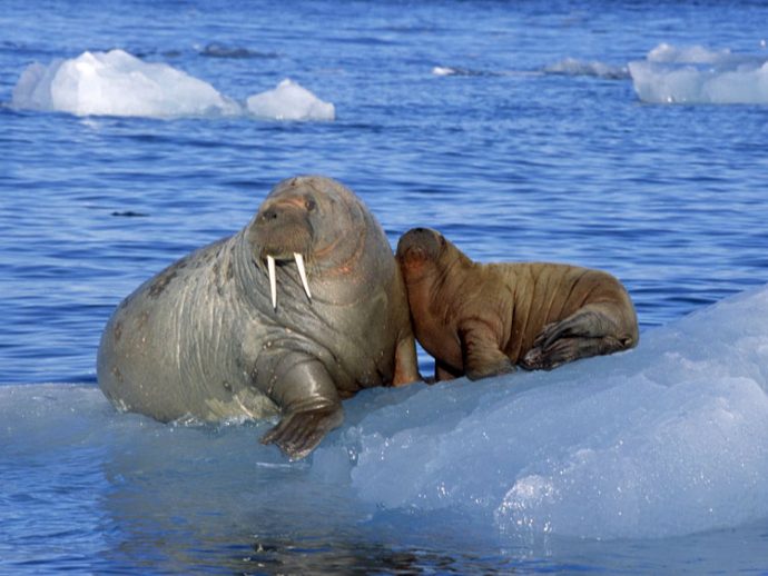 Моржи живут в Арктике