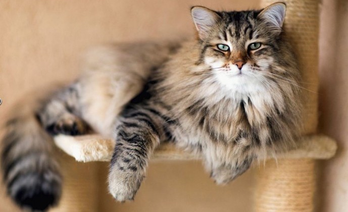 Самые злые породы кошек в мире топ 10 thumbnail