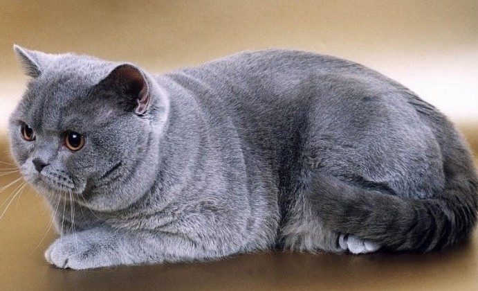 10 самых злых пород кошек thumbnail