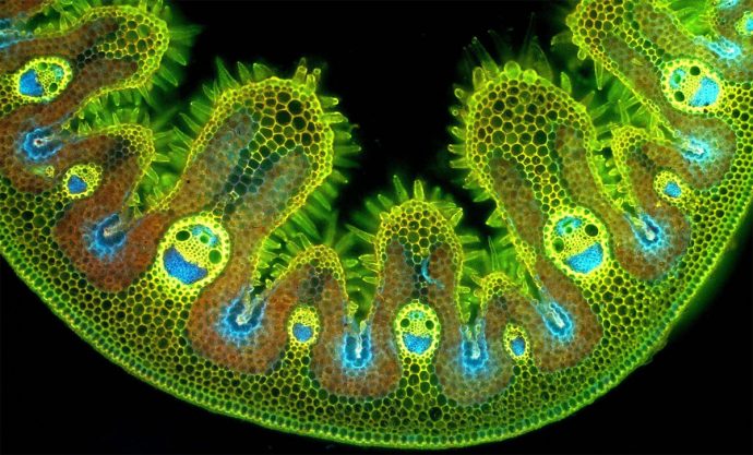 Травинка в разрезе под микроскопом