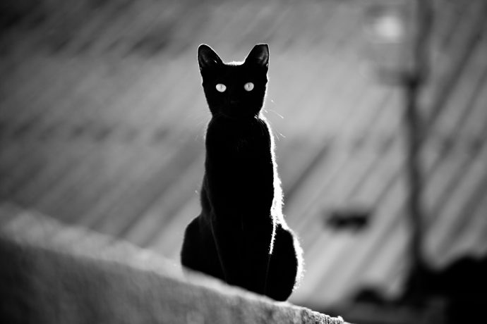 черные коты рис 5