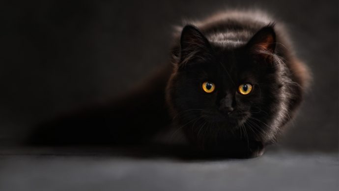 черные коты рис 2