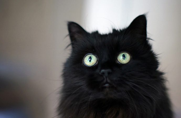 черные коты рис 13