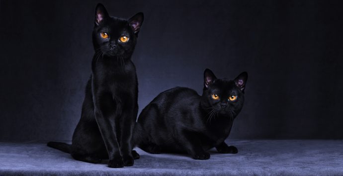 черные коты рис 14