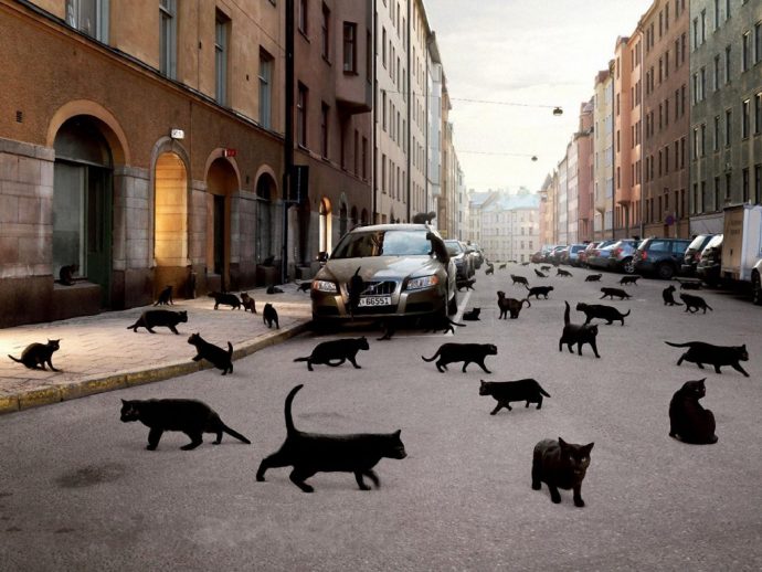 черные коты рис 10