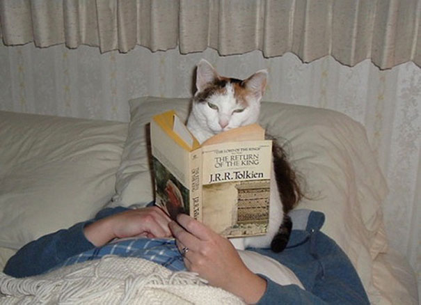 cat-books рис 4