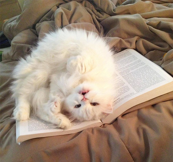 cat-books рис 6