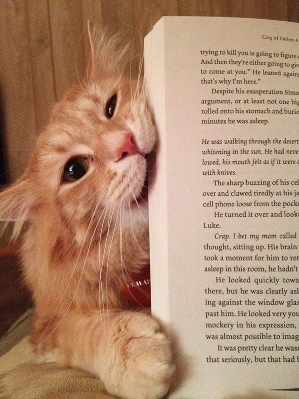 cat-books