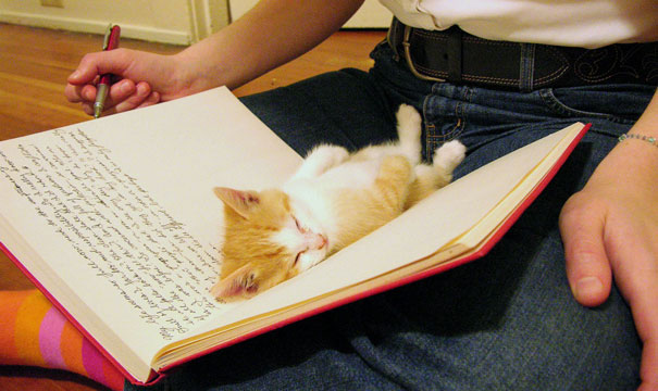 cat-books рис 3