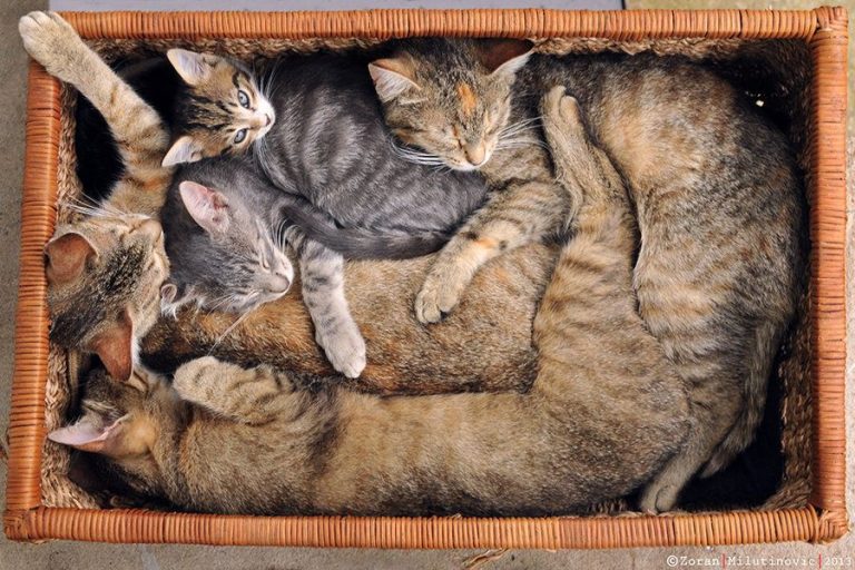 cats-organize