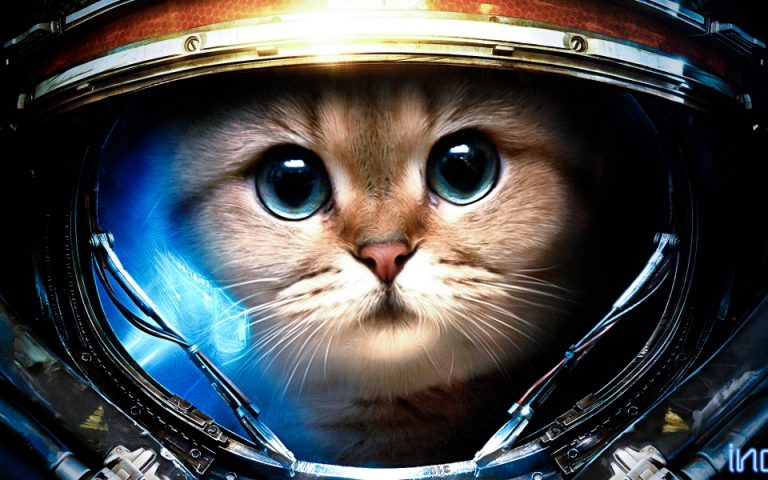 Коты-космонавты