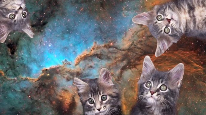 Коты-космонавты