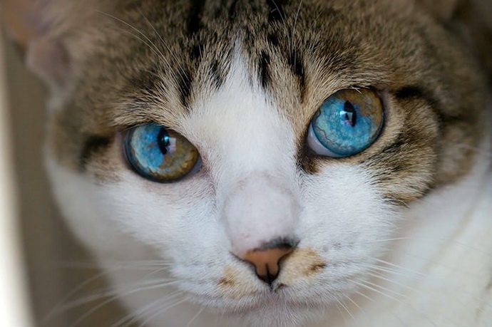 кошачий глаз рис 6