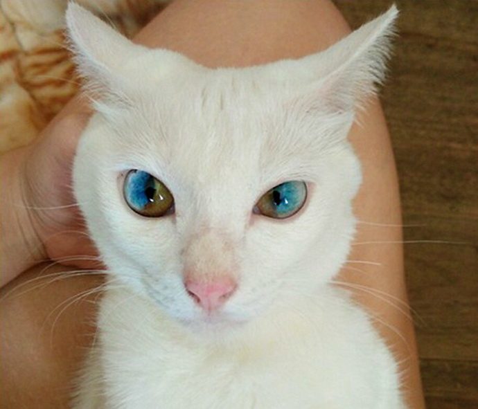 кошачий глаз рис 7