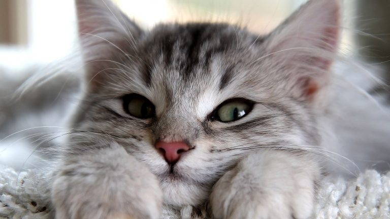 И кто сказал, что коты не умеют улыбаться? | Мур ТВ