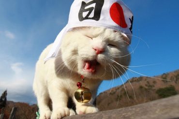 японский кот