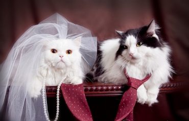 свадьба котов