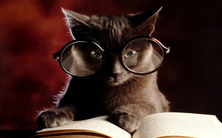 интеллект кота