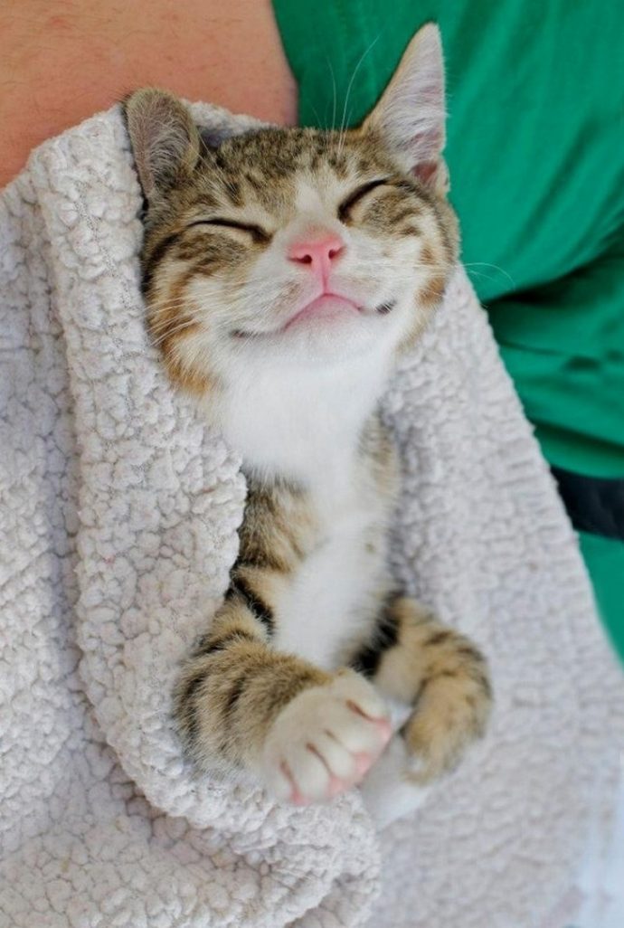 улыбка кот