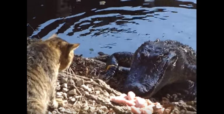 cat and crocodile