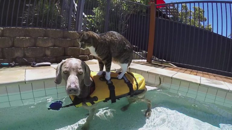 didga-the-dog-surfing
