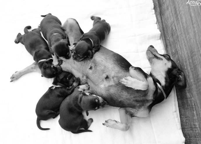 dog-maternity рис 5