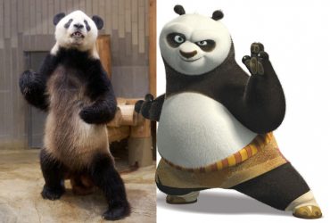 The real Kung Fu Panda
