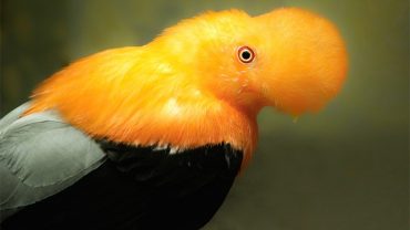 unique birds