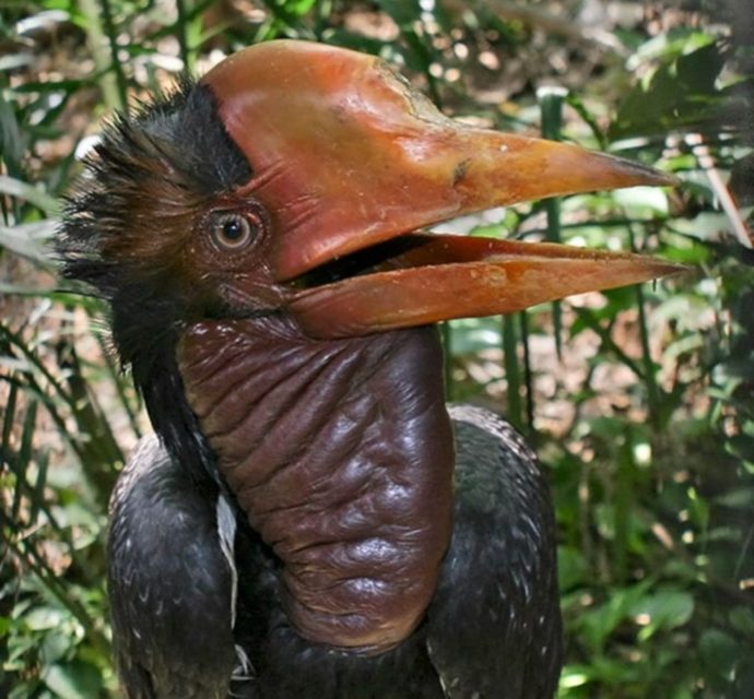 unique birds