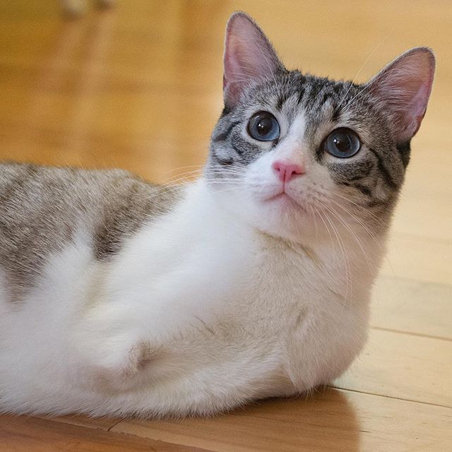 two-legged cat Roux рис 7