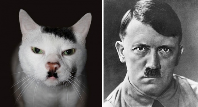 кот похож на Гитлера