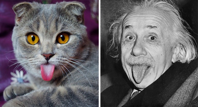 кот похожий на Эйнштейна
