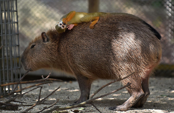 capybara рис 7