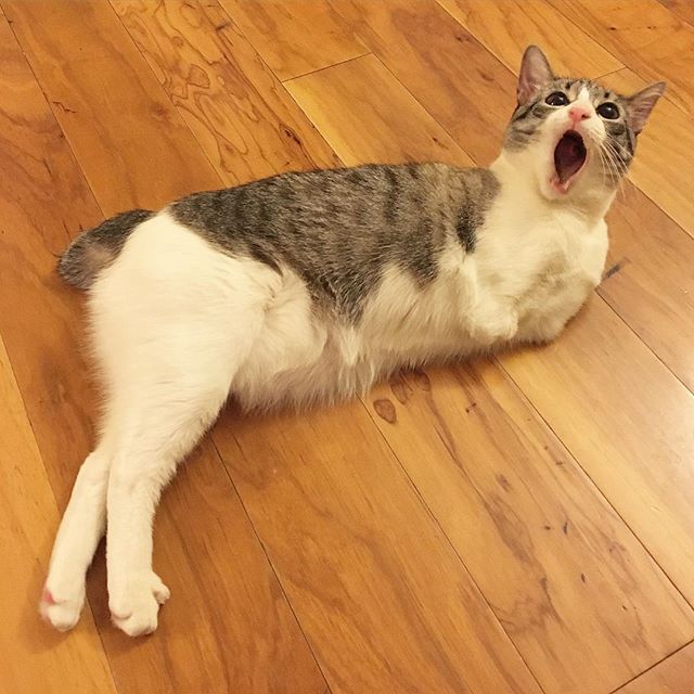 two-legged cat Roux рис 4