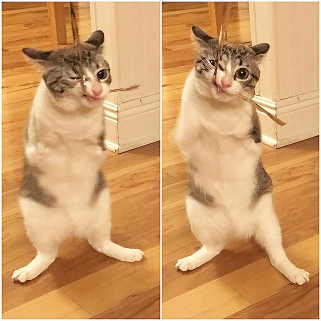 two-legged cat Roux рис 5