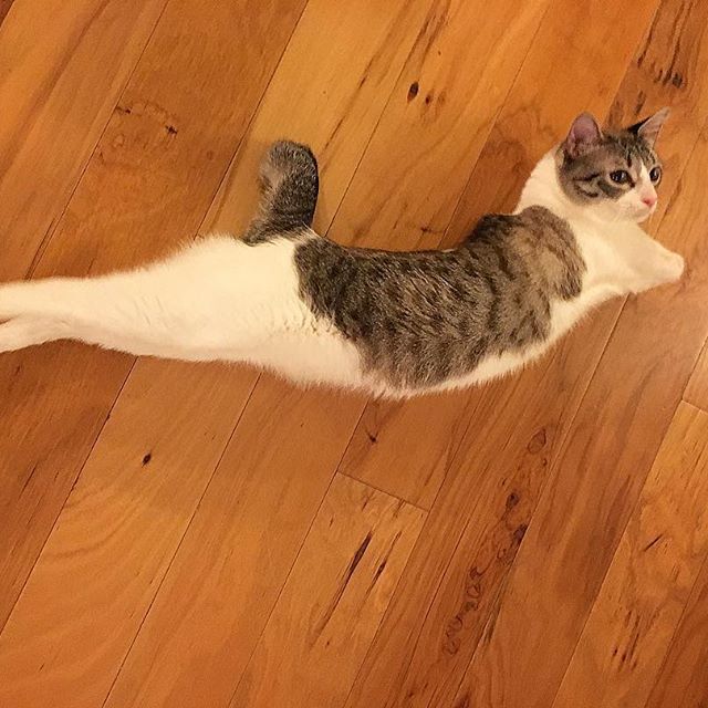 two-legged cat Roux рис 2