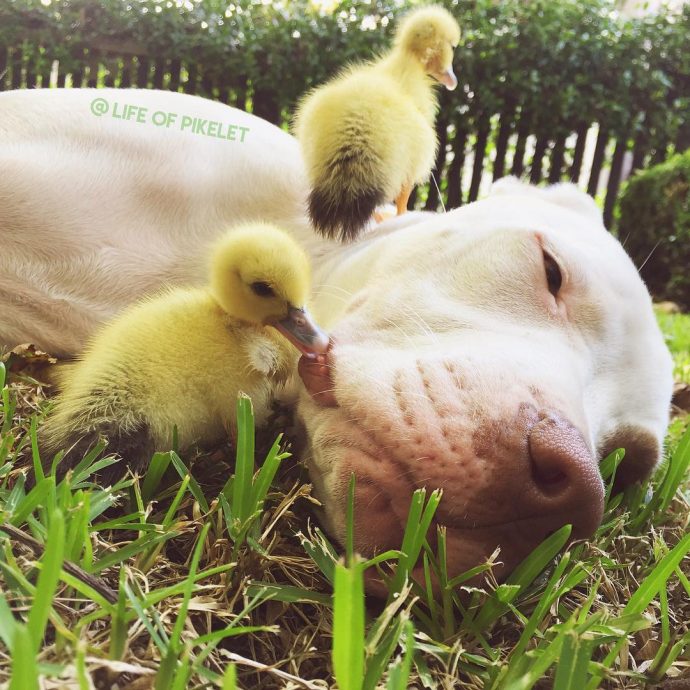pups and ducks