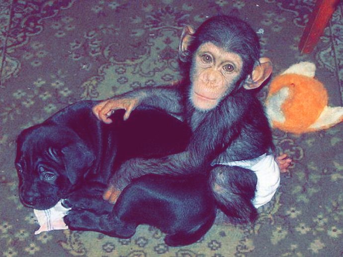 chimp_and_mastiff рис 2