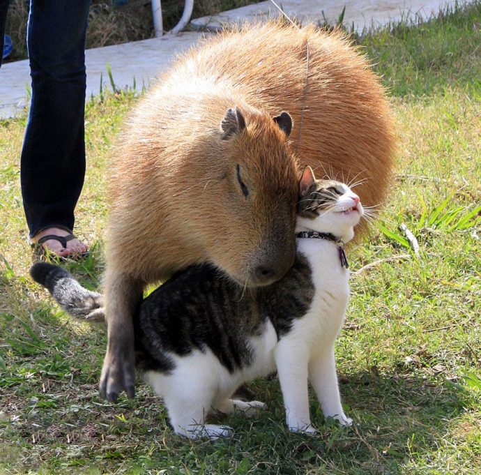 capybara рис 2