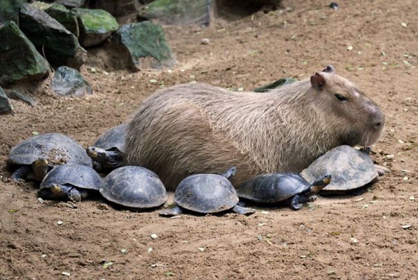 capybara рис 6