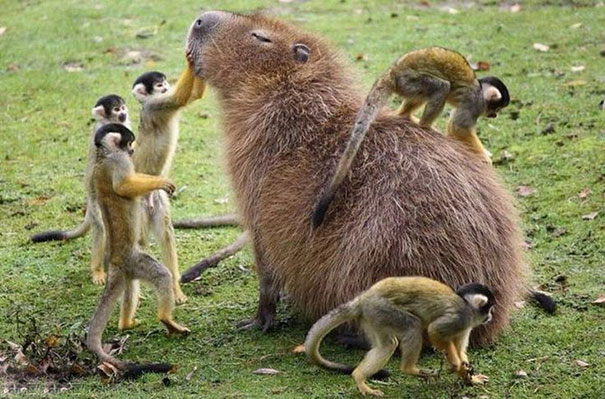 capybara рис 4